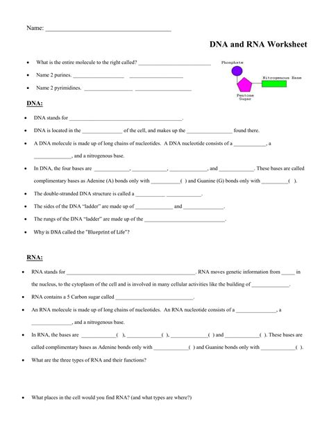 dna and rna worksheet answer key what is the entire molecule to the right called